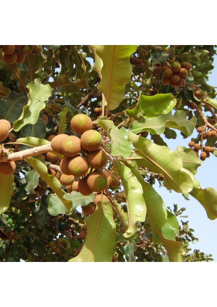 Shea Butter / Karite Yağı fiyatları