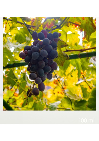 / Üzüm Çekirdeği Yağı / Organik / Soğuk Sıkım modelleri