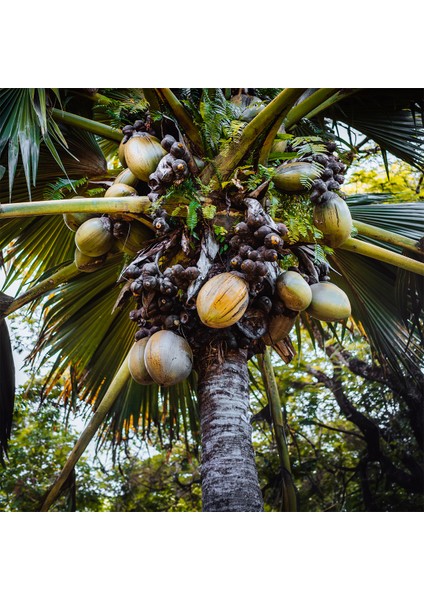 Hindistan Cevizi Yağı / Soğuk Sıkım modelleri