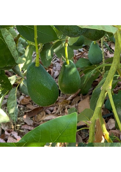 Avokado 200-250 gr fiyatları