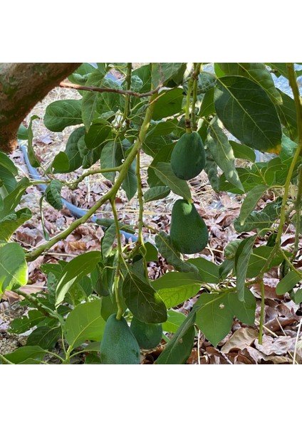 Avokado 200-250 gr modelleri