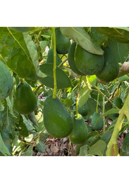 Avokado 200-250 gr fırsatları