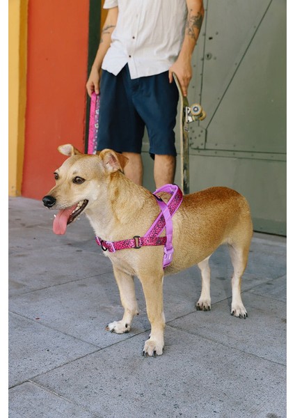 Lords Of Zee.town Brain Softer Walk Göğüs Tasması - Zee.dog modelleri