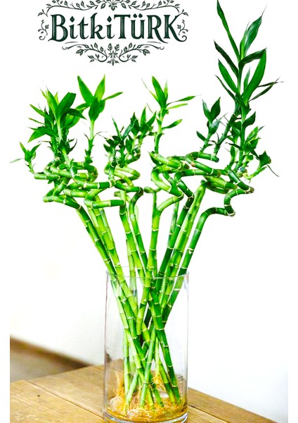 -3 Adet Ithal Şans Bambu40/50 cm Ofis Salon Hediye Iç Mekan Bitkisi