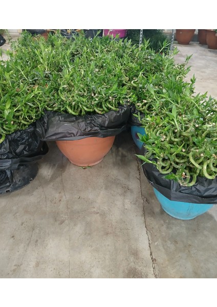 -3 Adet Ithal Şans Bambu40/50 cm Ofis Salon Hediye Iç Mekan Bitkisi fırsatları