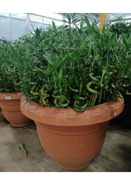 -3 Adet Ithal Şans Bambu40/50 cm Ofis Salon Hediye Iç Mekan Bitkisi modelleri