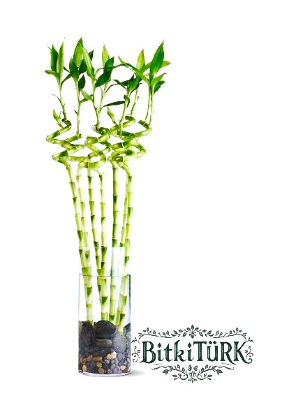 -3 Adet Ithal Şans Bambu40/50 cm Ofis Salon Hediye Iç Mekan Bitkisi fiyatları