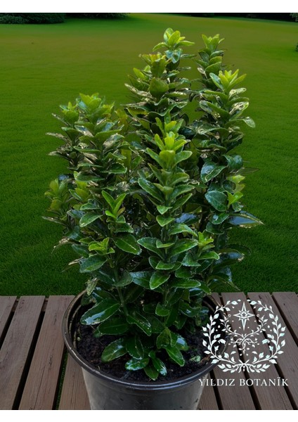 Sütun Taflan Yarı Bodur Çit Bitkisi Roket Şimşir Fidanı Green Spire 15-20 cm modelleri