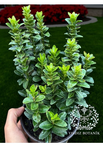 Sütun Taflan Yarı Bodur Çit Bitkisi Roket Şimşir Fidanı Green Spire 15-20 cm fırsatları