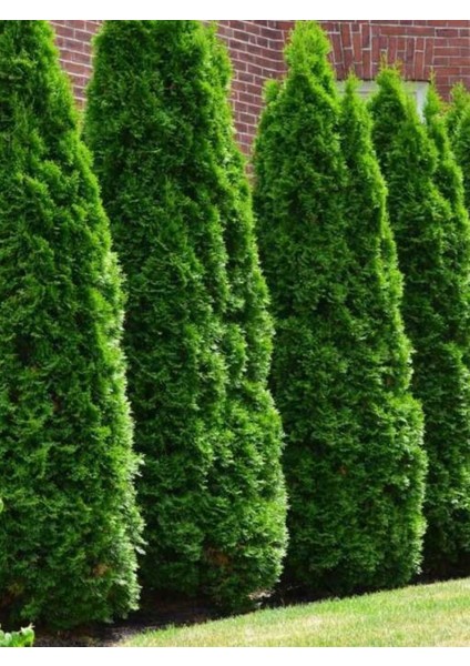 Smaragd Batı Mazısı Fidanı Thuja Occidentalis Smaragd Çam Ağacı 40-50 cm fırsatları