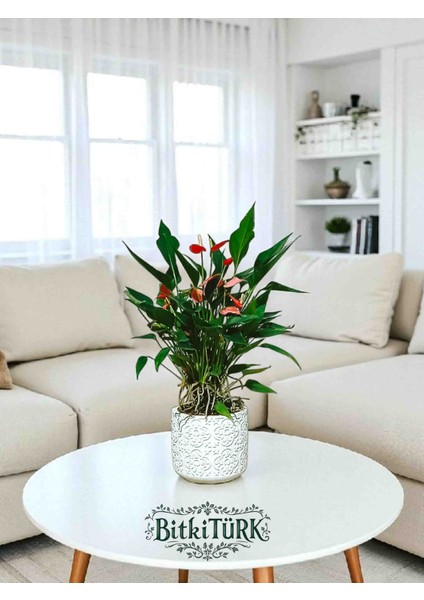 - Antoryum Flamingo Çiçeği ve Dekoratif Beton Saksı