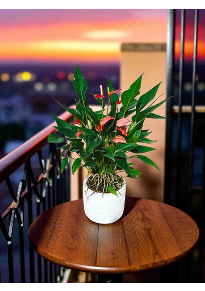 - Antoryum Flamingo Çiçeği ve Dekoratif Beton Saksı fiyatları