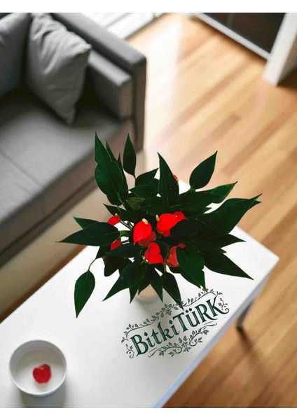 - Antoryum Flamingo Çiçeği ve Dekoratif Beton Saksı modelleri