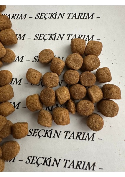 Yetişkin Kediler Için Kuzu Etli Kuru Mama Kedi Maması Kuzulu 2.5 kg fırsatları