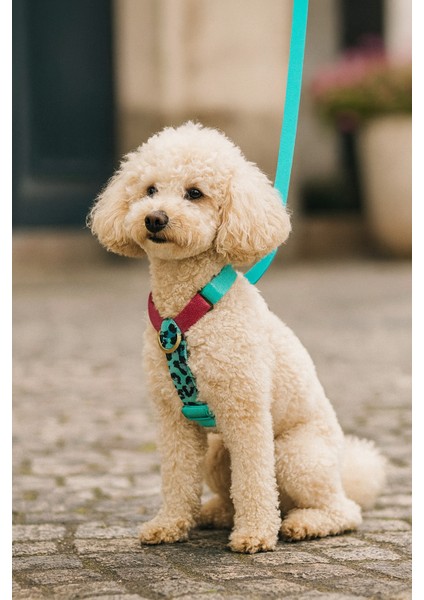 Çekiştirme Önleyici Ayarlanabilir H Tipi Köpek Göğüs ve Gezdirme Tasması Seti