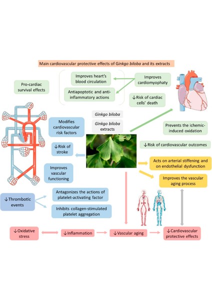 Extra Strength Ginkgo Biloba 120 mg Helps Support Mental Function And Memory Hafıza Zeka Brain