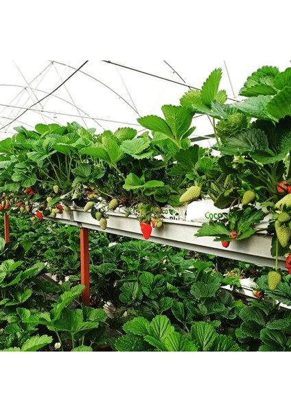 Üçlü Topraksız Çilek Üretim Seti Malzemelri ( Çilek Cocopeat / Çilek Kanalı / Çilek Kanalı Drenajı) fiyatları