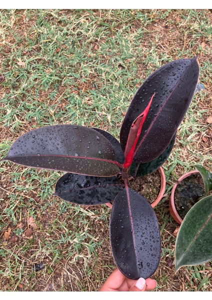 Bordo Kauçuk (Ficus Elastica “ruby”) modelleri