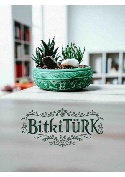 -Teraryum Beton Saksıda Ithal Huwarthia Ofis Salon Hediye