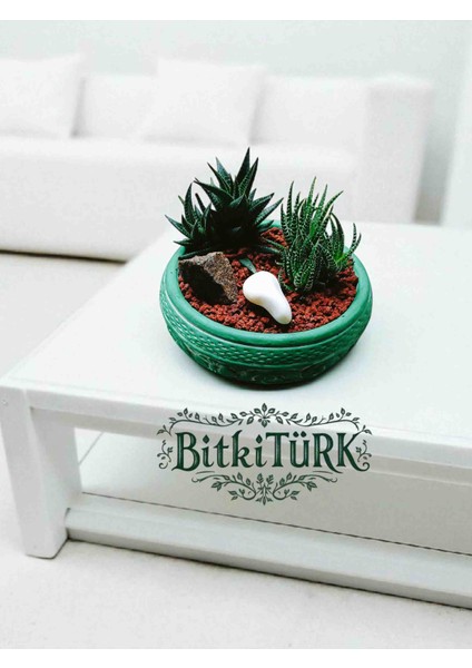 -Teraryum Beton Saksıda Ithal Huwarthia Ofis Salon Hediye fiyatları