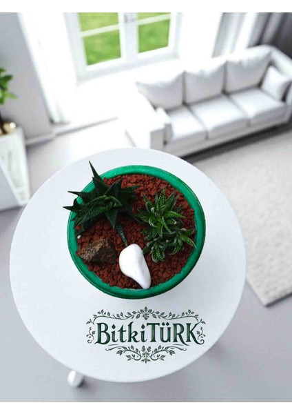 -Teraryum Beton Saksıda Ithal Huwarthia Ofis Salon Hediye modelleri