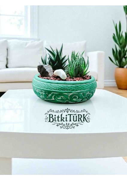 -Teraryum Beton Saksıda Ithal Huwarthia Ofis Salon Hediye fırsatları