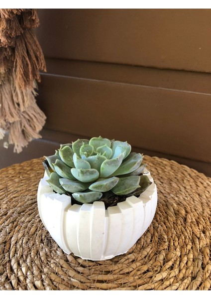 Echeveria Sukulent Şık Dekoratif Saksı