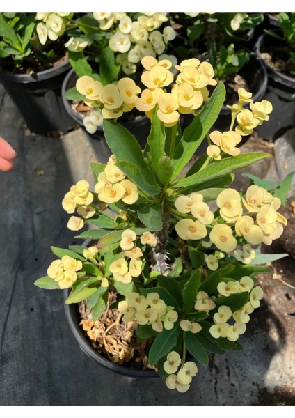 Primerose Yellow Dikenler Tacı Hollanda Kökenli Euphorbia Milii