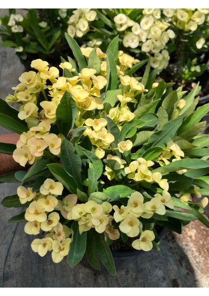 Primerose Yellow Dikenler Tacı Hollanda Kökenli Euphorbia Milii fiyatları
