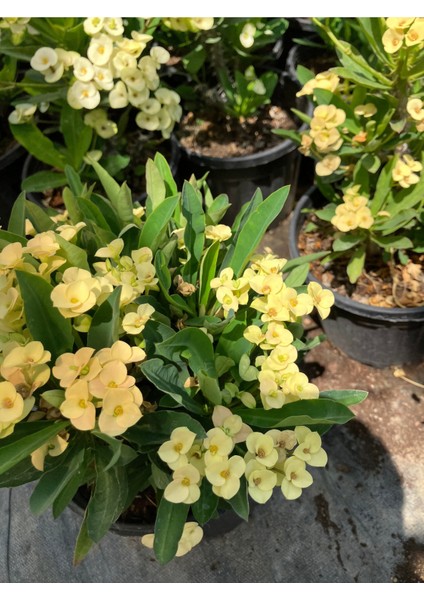 Primerose Yellow Dikenler Tacı Hollanda Kökenli Euphorbia Milii modelleri