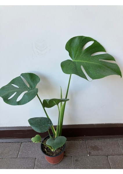 Monstera (Monstera Deliciosa) Deve Tabanı Salon Bitkisi