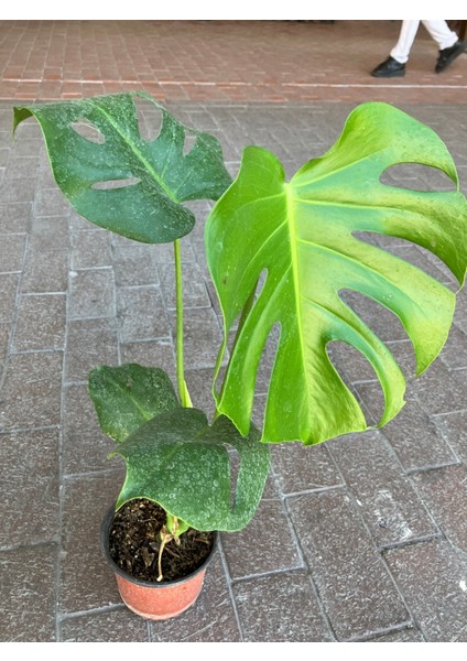 Monstera (Monstera Deliciosa) Deve Tabanı Salon Bitkisi fiyatları