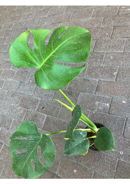 Monstera (Monstera Deliciosa) Deve Tabanı Salon Bitkisi modelleri