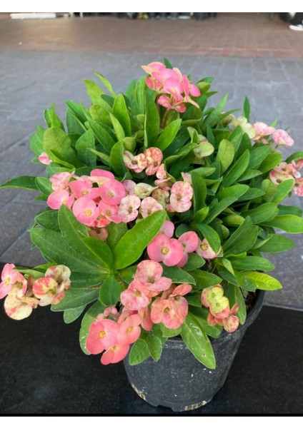 Thailand Kökenli Pink Splash Dikenler Tacı Euphorbia Milii