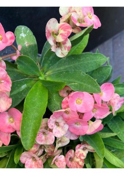 Thailand Kökenli Pink Splash Dikenler Tacı Euphorbia Milii fiyatları