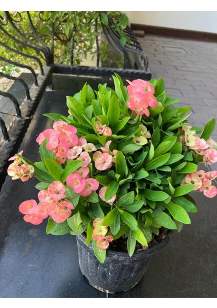 Thailand Kökenli Pink Splash Dikenler Tacı Euphorbia Milii modelleri