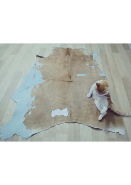 Doğal Işlenmemiş Hakiki Derisi Dana Postu Halı Yolluk