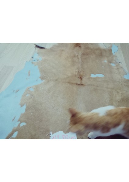 Doğal Işlenmemiş Hakiki Derisi Dana Postu Halı Yolluk