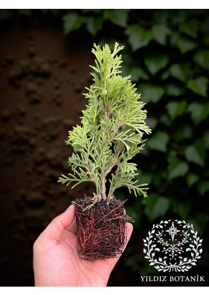 10 Adet Smaragd Mazı Fidanı Çit Bitkisi Thuja Occidentalis Çam Ağacı 15-20 cm modelleri