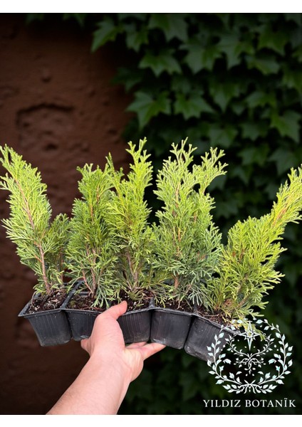 10 Adet Smaragd Mazı Fidanı Çit Bitkisi Thuja Occidentalis Çam Ağacı 15-20 cm