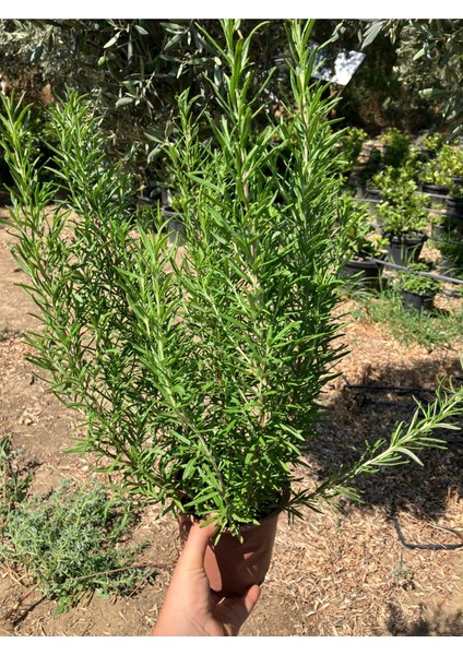 Aromatik Biberiye