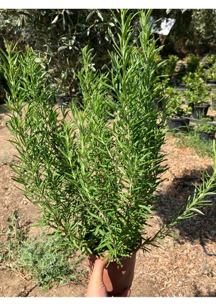 Aromatik Biberiye fiyatları
