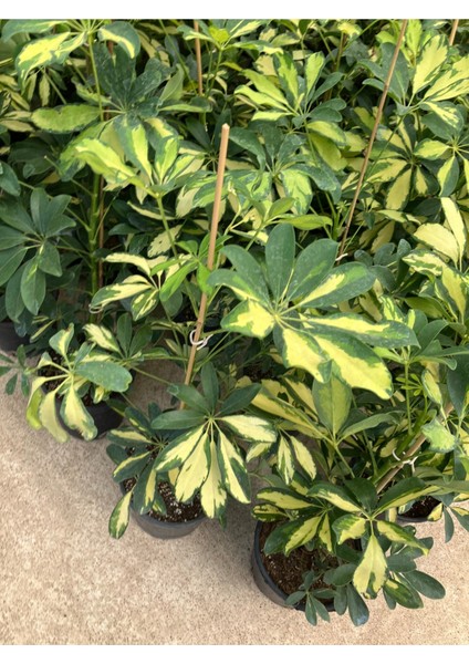Alacalı Şeflera (Schefflera Arboricola ‘variegata’) Salon Bitkisi fiyatları