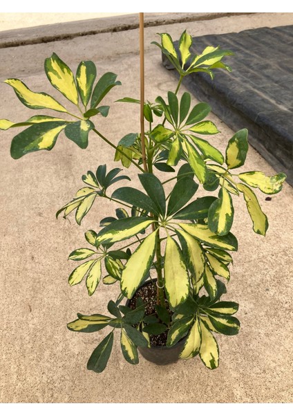 Alacalı Şeflera (Schefflera Arboricola ‘variegata’) Salon Bitkisi modelleri