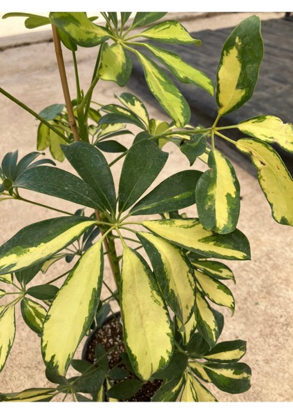 Alacalı Şeflera (Schefflera Arboricola ‘variegata’) Salon Bitkisi fırsatları