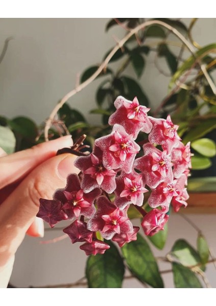 Hoya Carnosa Red Dragon Mum Çiçeği