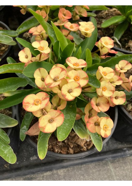 Thailand Kökenli Cream Splash Dikenler Tacı Euphorbia Milii