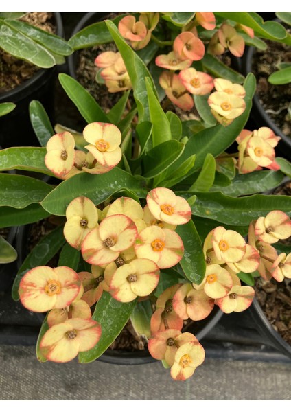 Thailand Kökenli Cream Splash Dikenler Tacı Euphorbia Milii fiyatları
