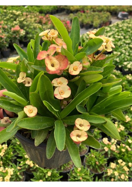 Thailand Kökenli Cream Splash Dikenler Tacı Euphorbia Milii modelleri