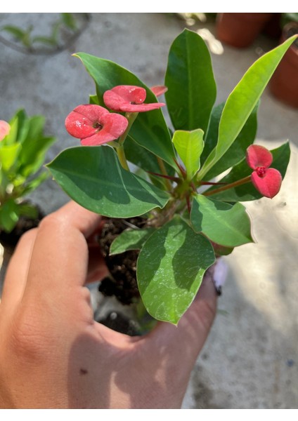 Hollanda Kökenli Red Sonali Dikenler Tacı Fidesi – Euphorbia Milii fiyatları
